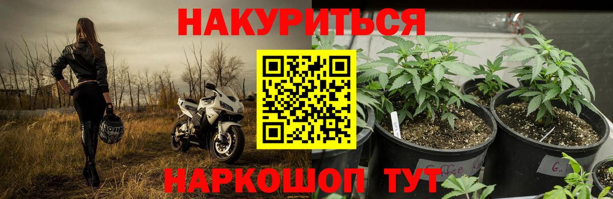 Шишки марихуана планчик Карачаевск